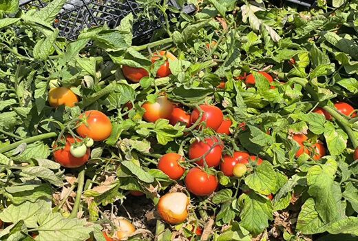 آغاز برداشت گوجه فرنگی از یک هزار هکتار اراضی قیروکارزین