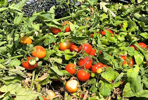 آغاز برداشت گوجه فرنگی از یک هزار هکتار اراضی قیروکارزین
