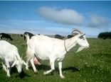 آغاز طرح رایگان واکسیناسیون بروسلوز گوسفندی از ابتدای اردیبهشت ماه در شهربابک 