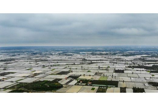 نیمی از شالیزارهای مازندران دوباره برنج کشت شد/ برداشت مکانیزه 93 درصدی