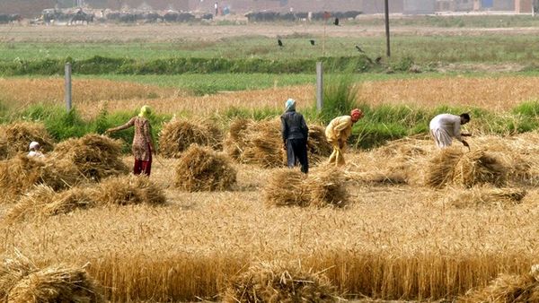 لیست 15هزار بهره‌بردار بخش کشاورزی در خراسان شمالی به بیمه ارسال شد