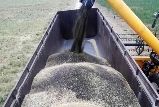 ۳۵۰۰ تن دانه روغنی کلزا از کشاورزان استان قزوین خریداری شد