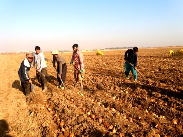 کشت پیاز بذری در ۱۱ هکتار از مزارع شهرستان تاکستان