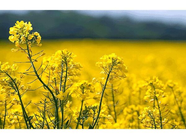 آغاز کشت پاییزه کلزا در شهرستان شهرکرد