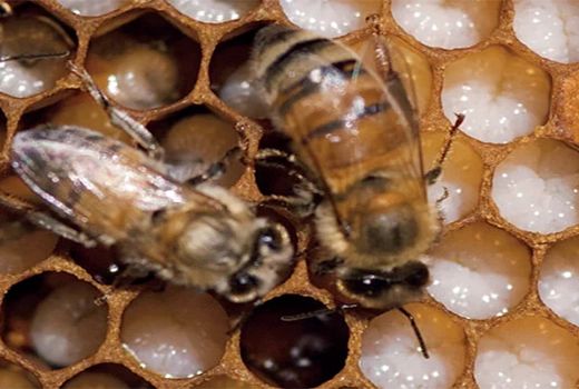 زنبورداران هوشیار باشند