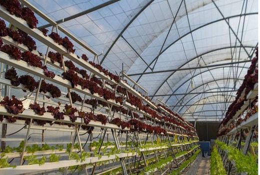 راه‌اندازی هشت ایستگاه تحقیقات کشاورزی و منابع طبیعی دراستان بوشهر