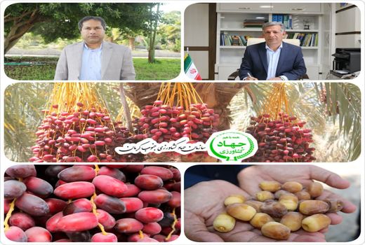 برداشت خرما از ۳۱ هزار  هکتار نخلستان جنوب کرمان