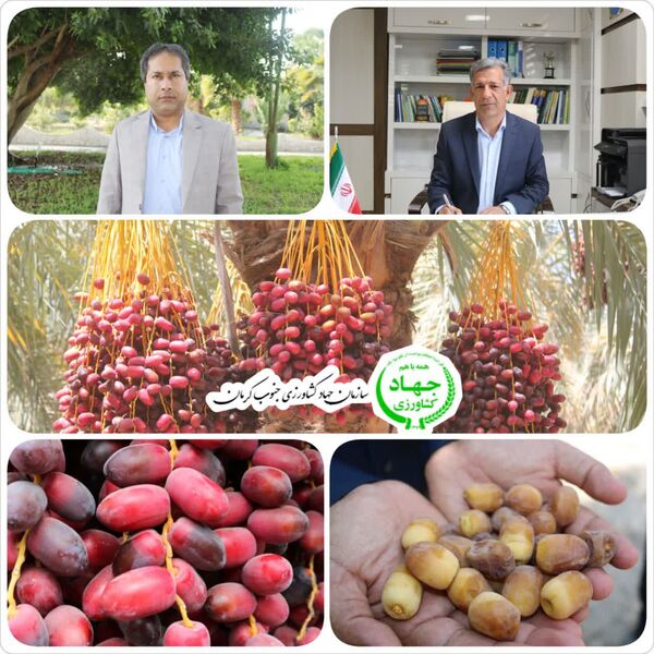 برداشت خرما از ۳۱ هزار  هکتار نخلستان جنوب کرمان