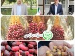 برداشت خرما از ۳۱ هزار  هکتار نخلستان جنوب کرمان