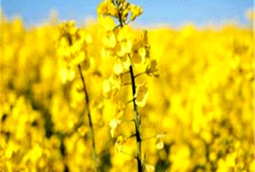 کسب رتبه سوم تولید دانه روغنی کلزا در کشور