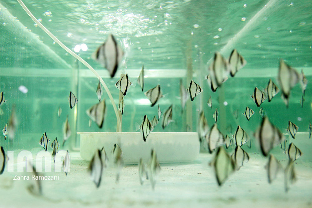 پرورش ماهی های زینتی صادراتی