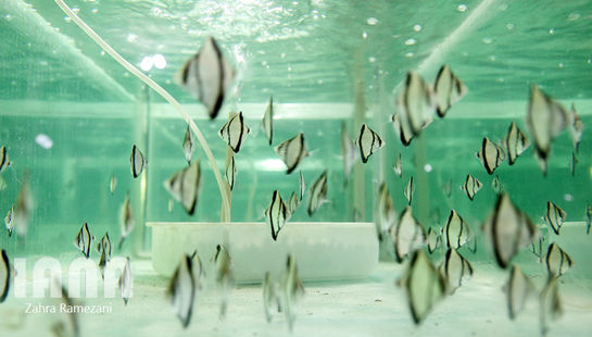 پرورش ماهی‌های زینتی‌صادراتی