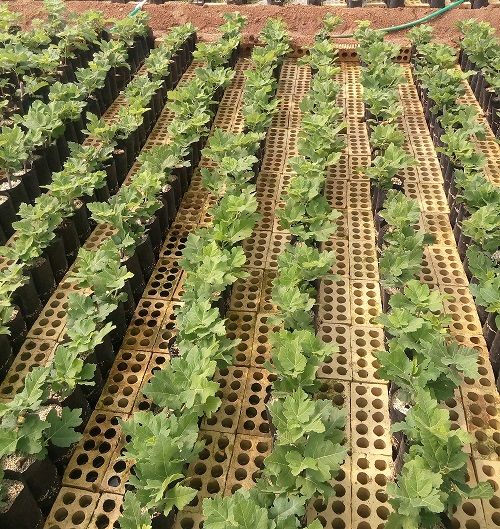 تخصیص بالغ بر یک میلیارد ریال یارانه نهال به باغداران نی ریزی 