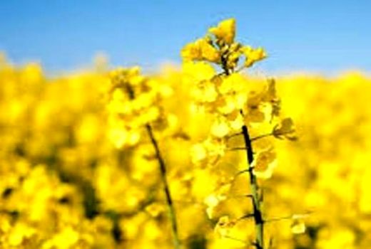 برداشت 310 تن کلزا از مزارع شهرستان فیروزکوه