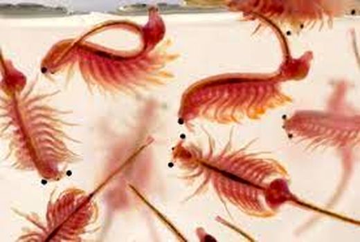 وضعیت بحرانی آرتمیای ارومیه