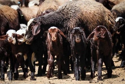 ممنوعیت کشتار دام در مواکب و هیئت‌های مذهبی خرمشهر