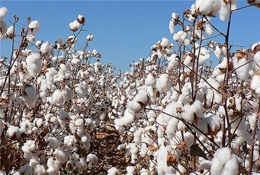 افزایش ۱۵ درصدی تولید پنبه در خراسان شمالی