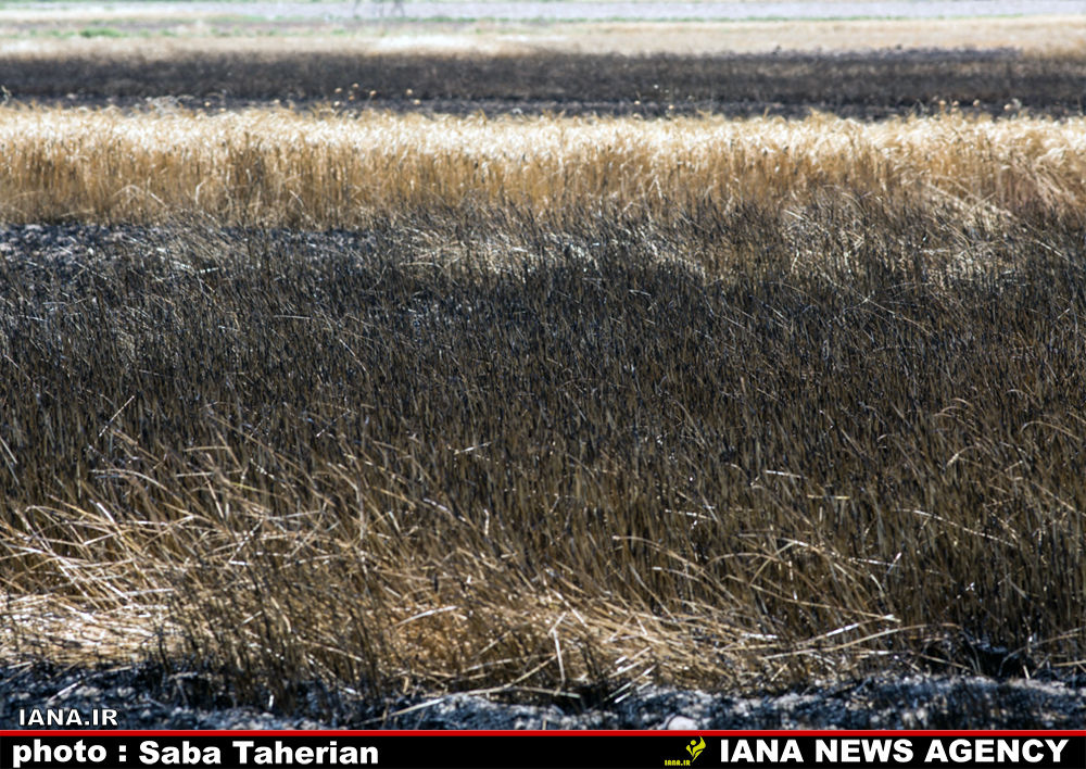 مزرعه سوخته