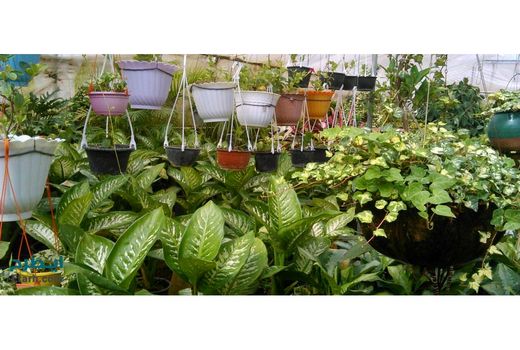 کشت گلخانه‌ای 80 هکتاری در محمودآباد