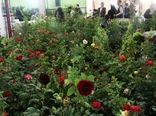 صادرات ۲۲۰ هزار شاخه گل زینتی از یزد
