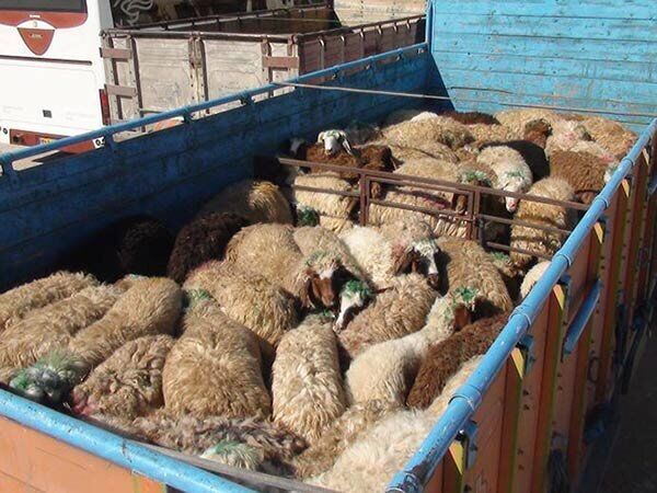پنج استان کشور مقصد دام‌های سروستان 