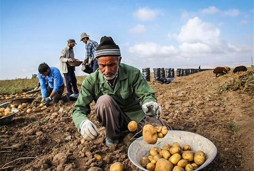 بیمه کشاورزی ، امنیت غذایی و تاب‌آوری 