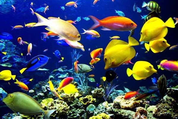 جهش تولید با صادرات ۳۰ گونه ماهی زینتی در آذربایجانشرقی
