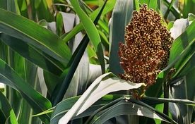 کشت سورگوم راهکار عملی کاهش فشار کم‌آبی بر نهاده‌های دامی