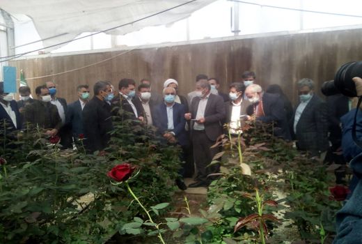 با حضور استاندار کرمان  طرح  گلخانه  هیدروپونیک گل رز شاخه بریده در منطقه چترود شهرستان کرمان افتتاح شد