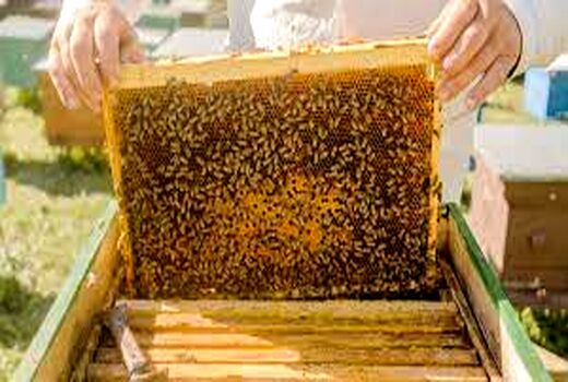 آغاز طرح سرشماری و آمارگیری زنبور عسل از 15 مهر سال جاری