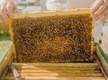 آغاز طرح سرشماری و آمارگیری زنبور عسل از 15 مهر سال جاری