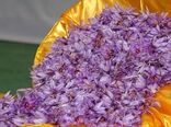خراسان جنوبی دارای رتبه دوم تولید زعفران
