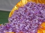 خراسان جنوبی دارای رتبه دوم تولید زعفران