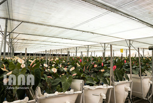 اینجا گل و انرژی می‌توانند کنار هم تولید ‌شوند، اگر...