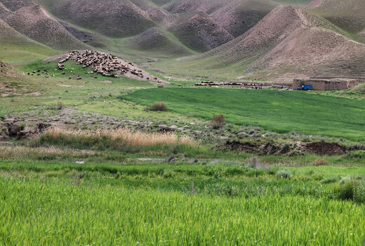 دام مازاد عامل اصلی کم آبی مراتع خراسان شمالی