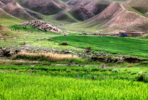 7500 کیلوگرم بذور مرتعی برای اجرای طرح‌های بیولوژیکی در سمنان توزیع شد