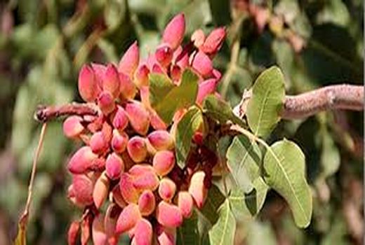 باغداران خرامه ای یارانه نهال گرفتند