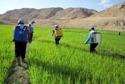 پیش‌بینی خرید  ۱۰۰ هزار تن انواع  کود مصرفی کشاورزان کردستانی