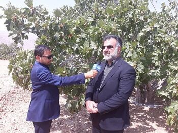 باغ بَر انجیر در اراضی شیب دار احداث می شود