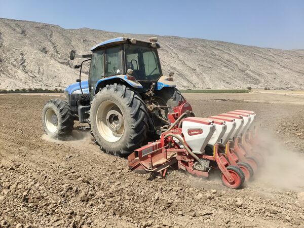 پیش بینی بیش از ۱۶۰۰هکتار کشت چغندرقند پاییزه در کازرون