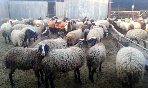 ایران به شرایط قرنطینه عراق اعتراض می‌کند/ از تفاوت قرنطینه‌ای خبر نداشتیم
