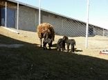 زنجان قطب اصلاح نژاد دام سبک در کشور/ افتتاح چهارمین مرکز پرورش و اصلاح نژاد گوسفند افشاری در زنجان