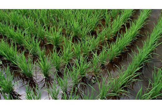 آبیاری تناوبی در 12 هزار هکتار شالیزار محمودآباد