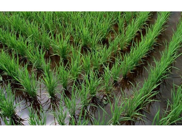 آبیاری تناوبی در 12 هزار هکتار شالیزار محمودآباد