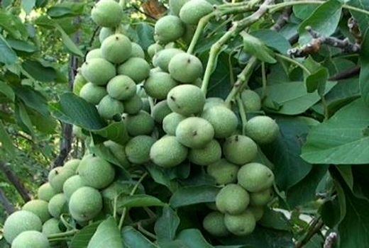 ایجاد باغ مادری گردو در تویسرکان