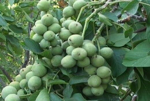 ایجاد باغ مادری گردو در تویسرکان