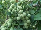 ایجاد باغ مادری گردو در تویسرکان