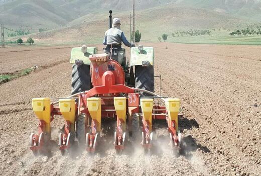 450 هکتار از اراضی کشاورزی شهرستان کیار به کشت چغندر قنداختصاص یافت