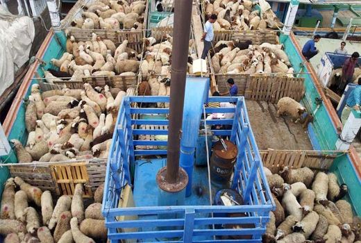 گمرکات بازرگان و نخجوان ترمینال ورود دام و نهاده های دامی