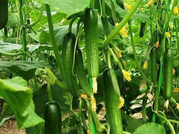اولین کنه‌کش گیاهی بومی ایران ثبت شد